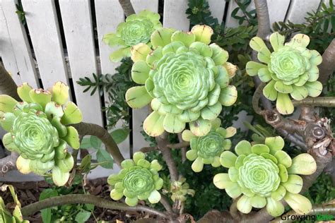 Aeonium Plants Guide: How to Grow & Care for These Succulents .